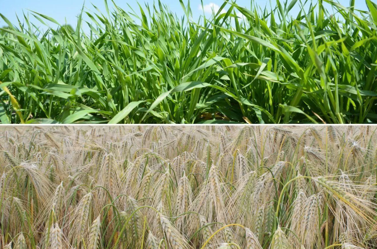 Robisz to przy skracaniu zbóż? Możesz stracić plon przez jeden błąd