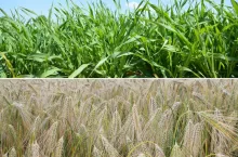 Robisz to przy skracaniu zbóż? Możesz stracić plon przez jeden błąd