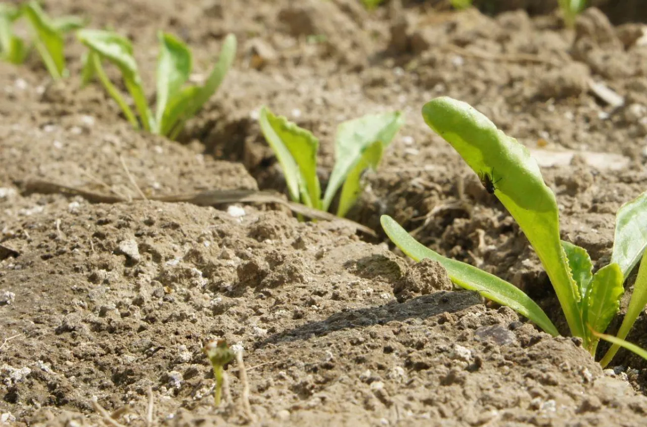 Odchwaszczanie buraka po zmianach. Rolnicy muszą zmienić strategię