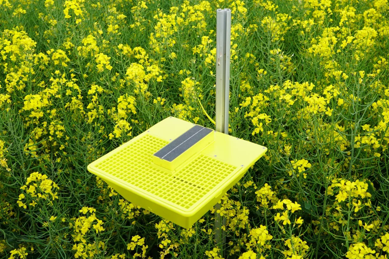 żółta pułapka w rzepaku