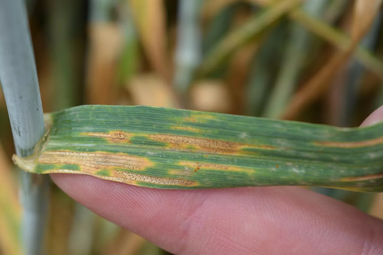 Septorioza plew poraża też liście, ale bardzo łatwo jest ją pomylić z septoriozą paskowaną liści