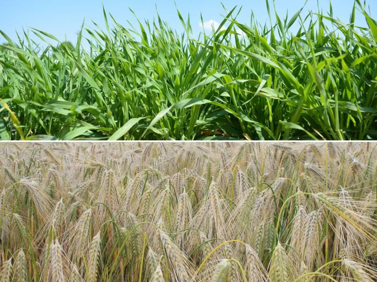 Robisz to przy skracaniu zbóż? Możesz stracić plon przez jeden błąd