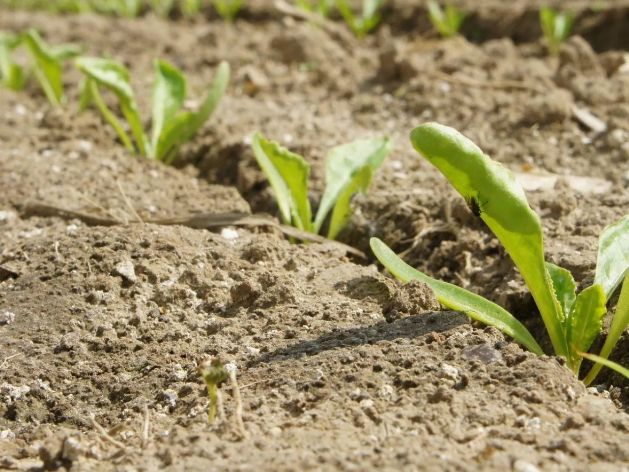 Odchwaszczanie buraka po zmianach. Rolnicy muszą zmienić strategię