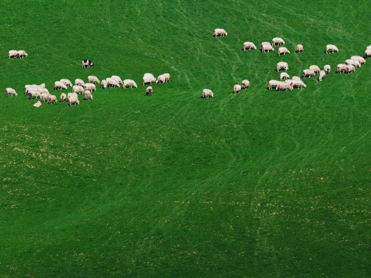 Nocą stracił zwierzęta, nie dostał ani grosza. „Zabrakło mi stada”