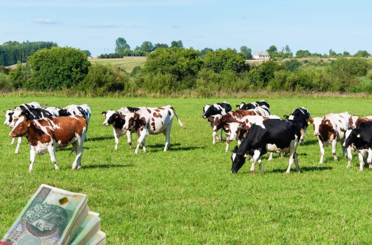 Dopłaty do krów i bydła 2026. Ile zł za sztukę i jakie limity ARiMR?