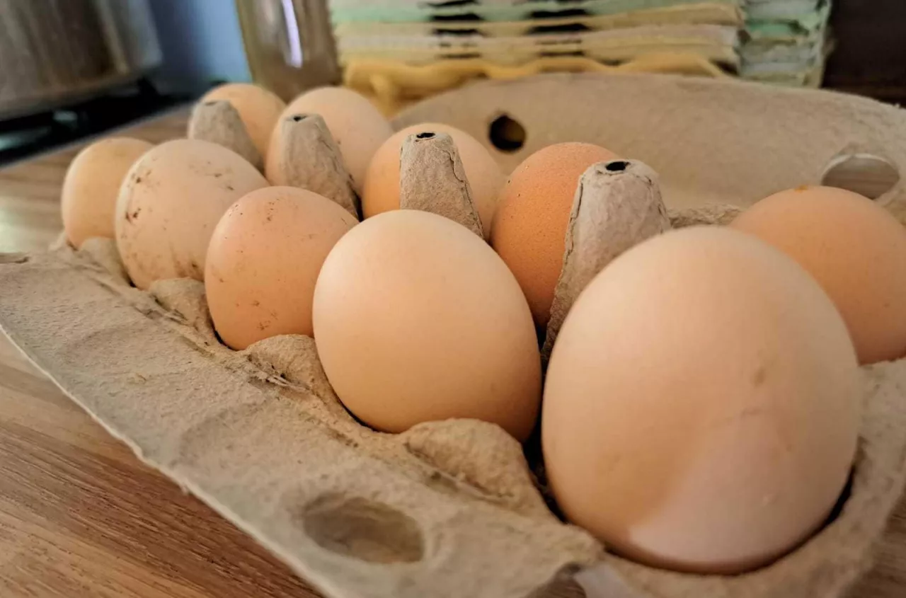 Sprzedajesz jajka z gospodarstwa? Sprawdź, czy robisz to legalnie