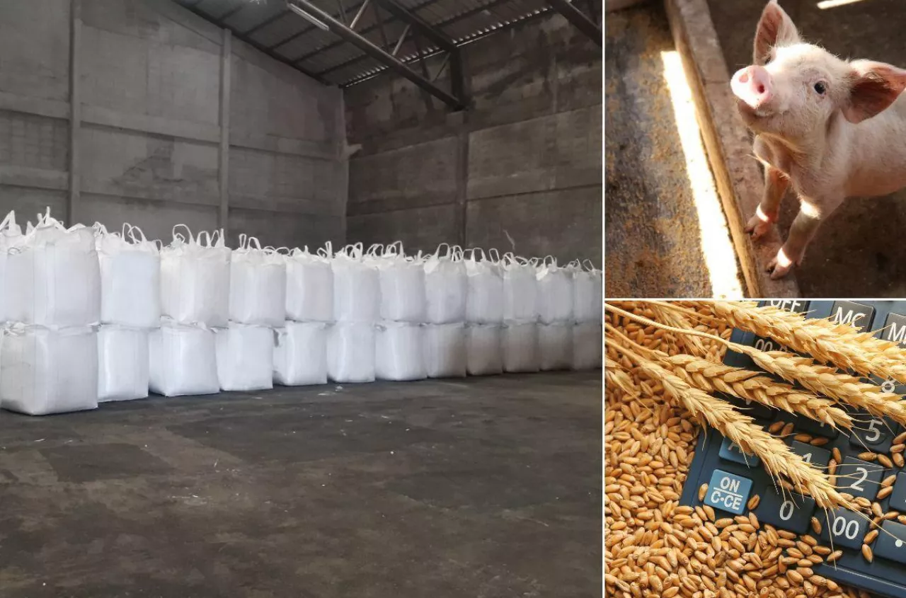 Ceny pszenicy i świń w dół. Nawozy drożeją z każdą dostawą [Raport 27.03.2026]