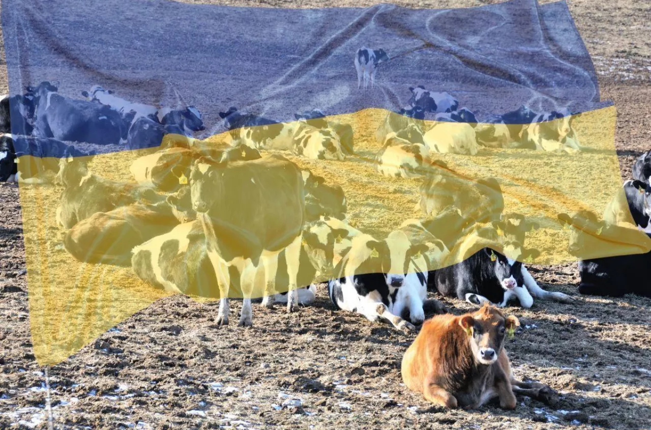 Zyski mleczarstwa dwa razy wyższe mimo wojny. Ukraina przyspiesza