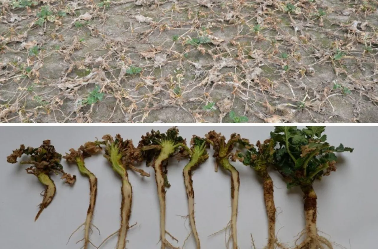 Rzepak do likwidacji? „Całe place martwych roślin”