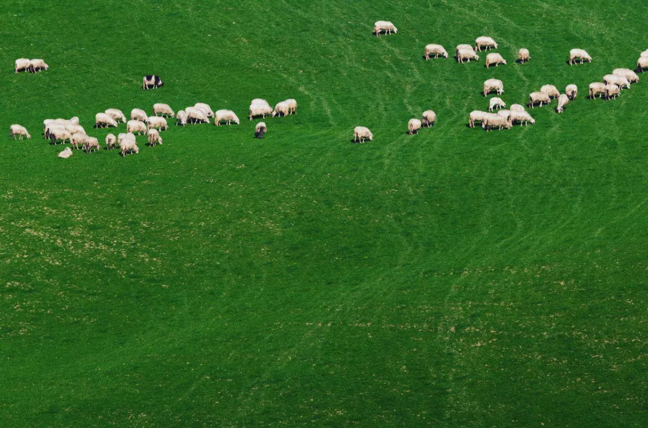 Nocą stracił zwierzęta, nie dostał ani grosza. „Zabrakło mi stada”