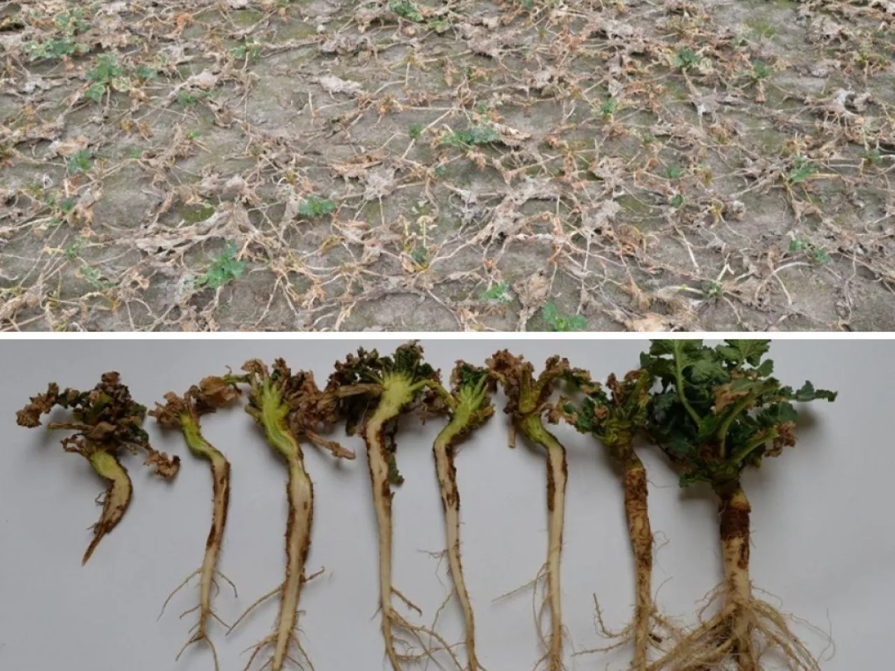 Na wielu polach rzepak nie przetrwał zimy w dobrej kondycji.