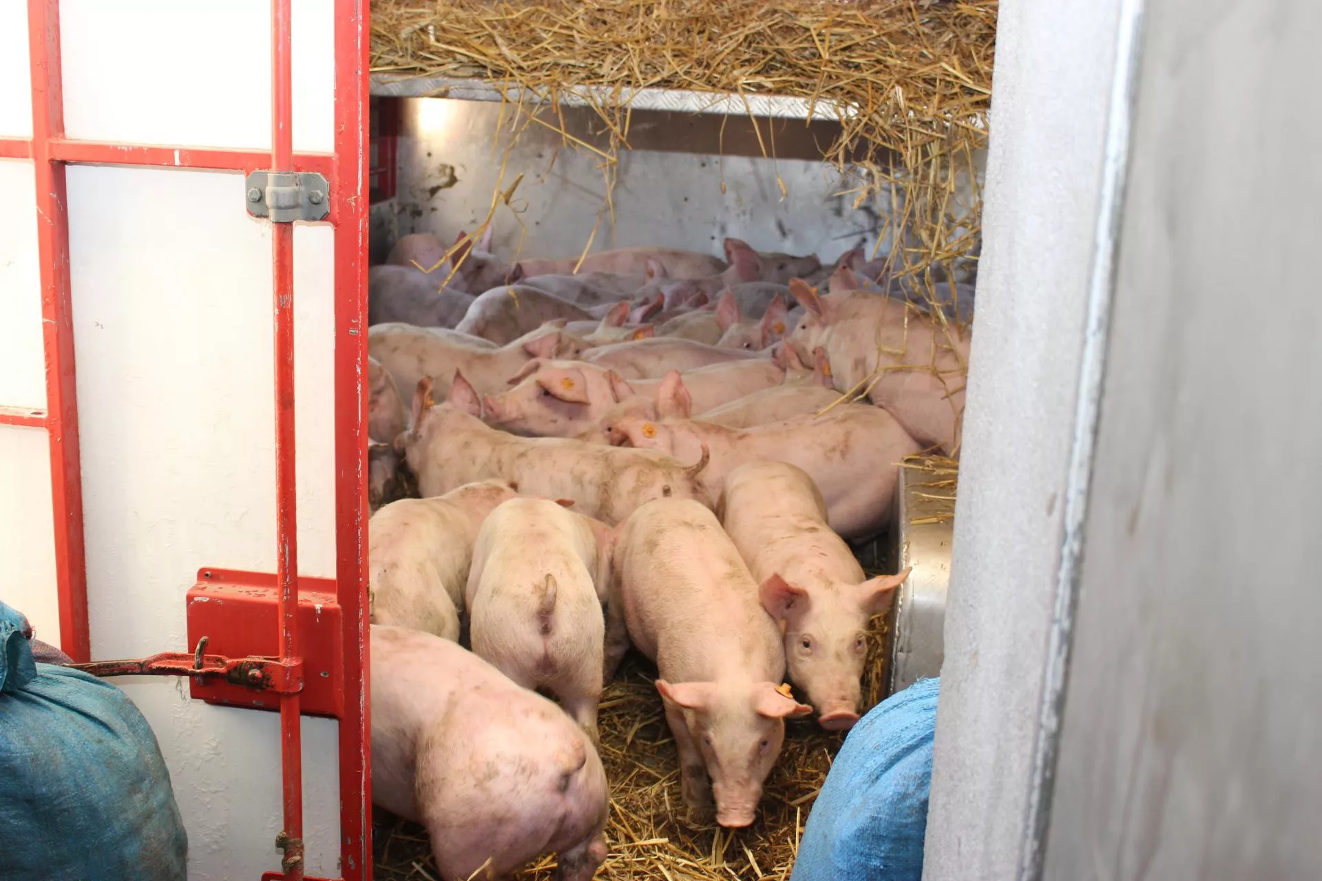 Pieniądze w świniach są, ale trafiają nie tam gdzie trzeba. Ten model ma to zmienić