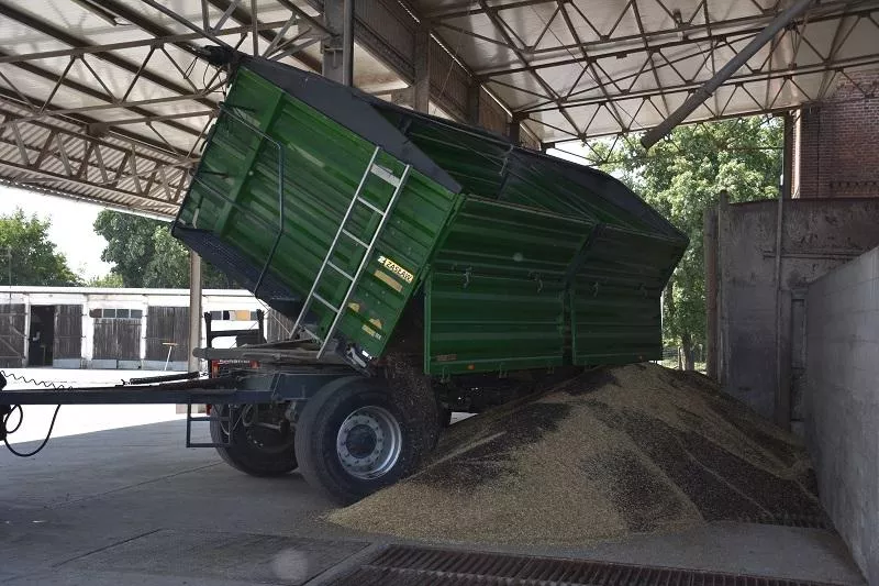 Ile zapłacą za rzepak w żniwa 2026? Są nowe ceny kontraktów