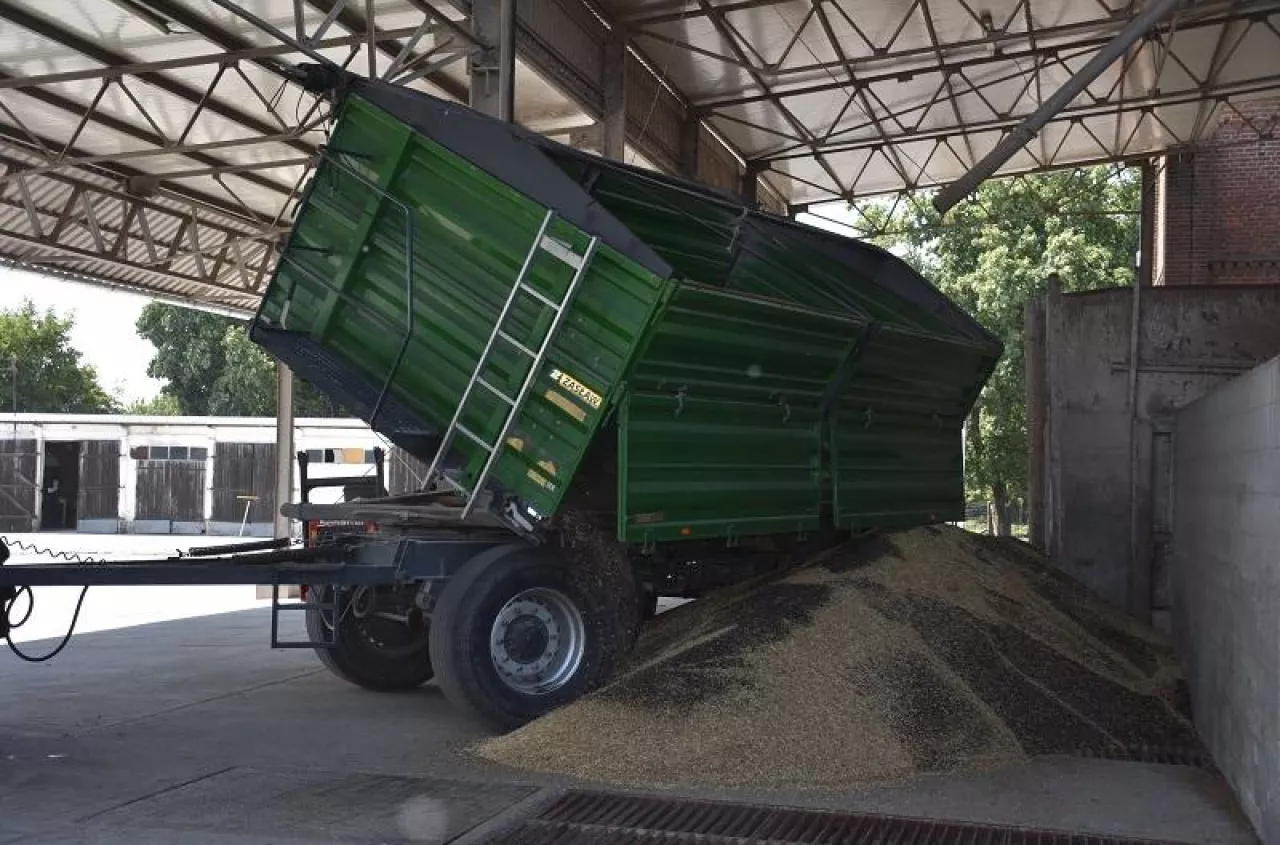 Ile zapłacą za rzepak w żniwa 2026? Są nowe ceny kontraktów