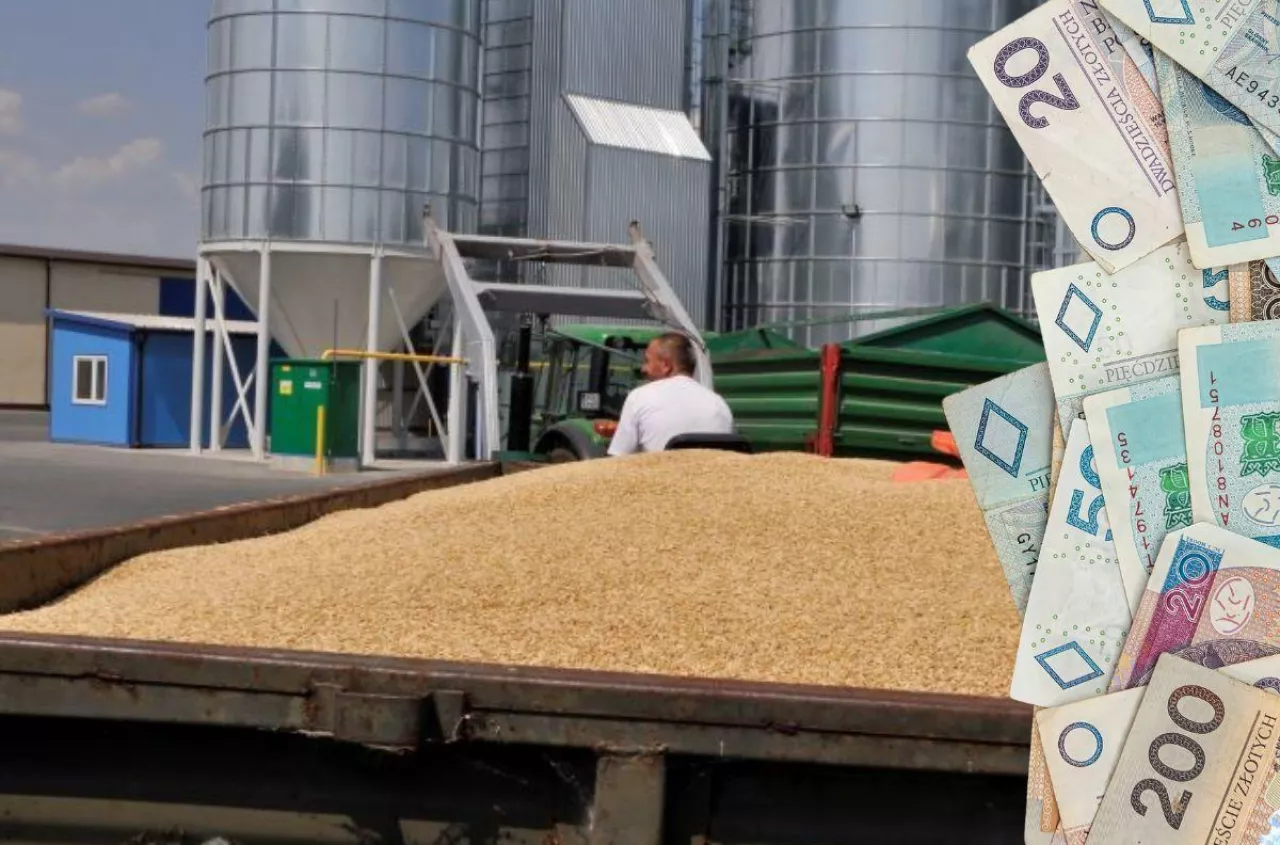 Ile dziś płacą za zboże i rzepak? Sprawdzamy ceny w skupach w całej Polsce [SONDA]