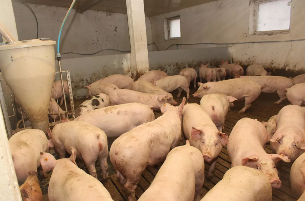 2/3 hodowców chce odejść z produkcji. Rolnicy: nikt nas nie docenia