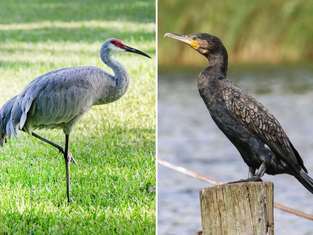 Plony znikają w kilka godzin. Rolnicy zostawieni sami sobie
