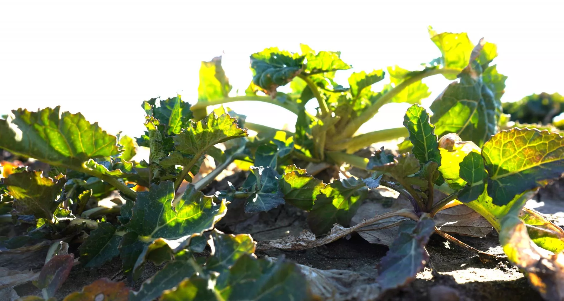 Druga dawka azotu w oziminach: to ostatni moment. Co zrobić bez deszczu?