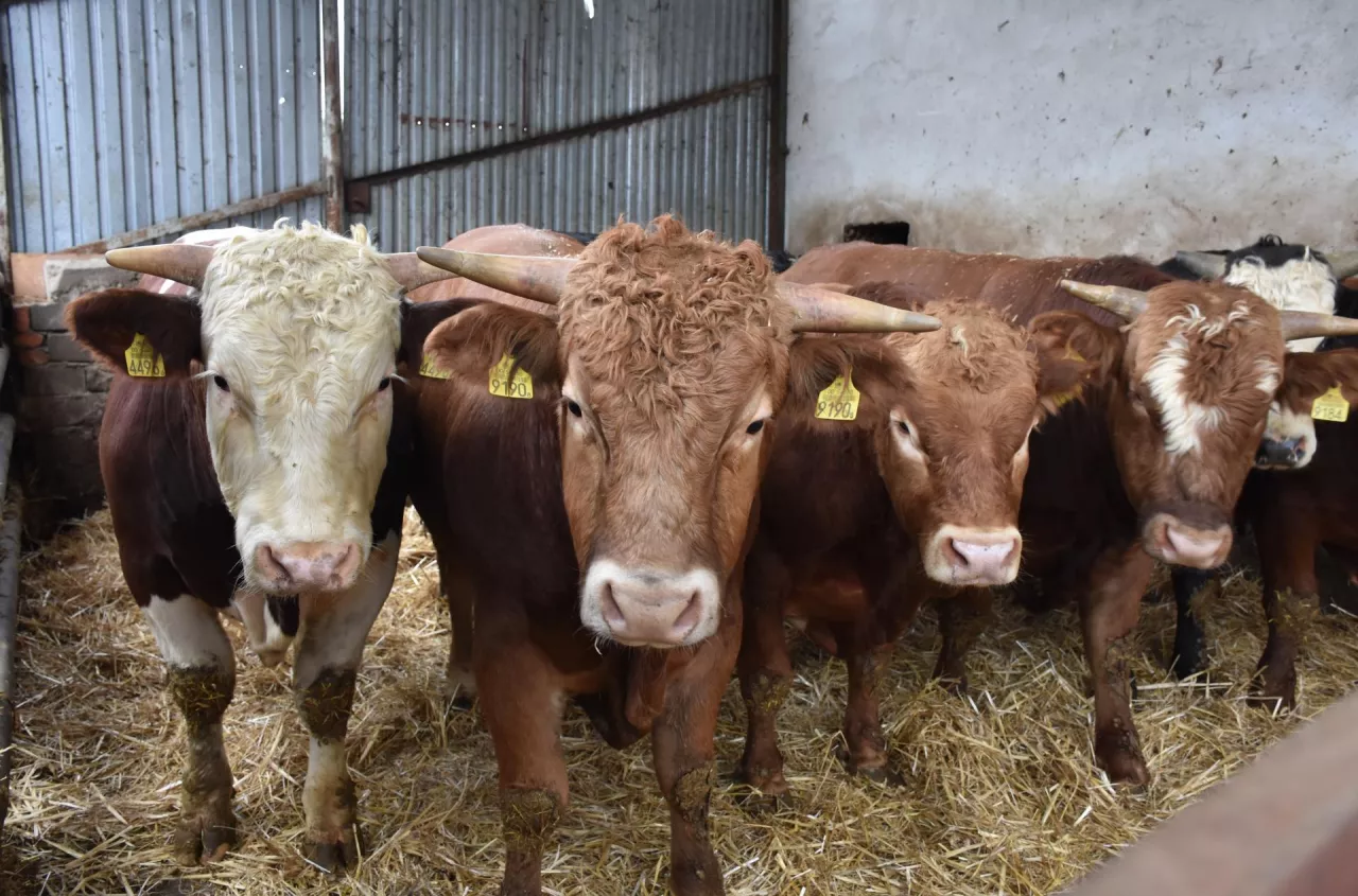 Ceny bydła przed Wielkanocą 2026. Ile dziś płacą za byka, jałówkę i krowę? [SONDA]