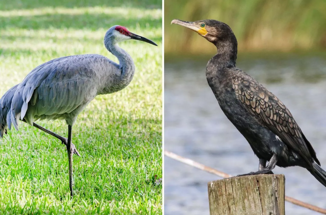 Plony znikają w kilka godzin. Rolnicy zostawieni sami sobie