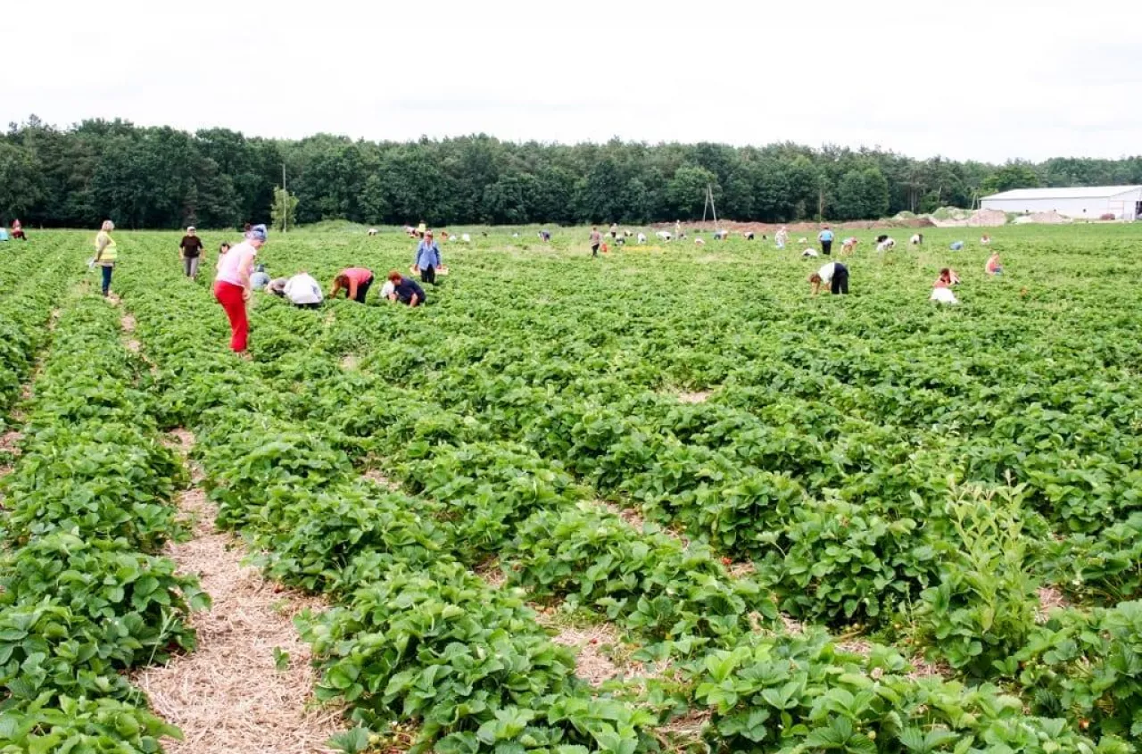 Jak legalnie zatrudnić cudzoziemca w gospodarstwie? Prosty poradnik dla rolnika