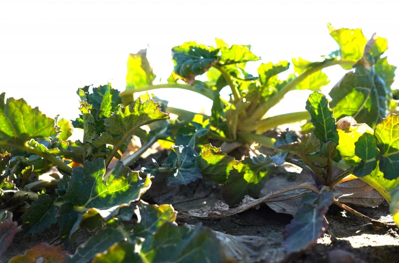 Druga dawka azotu w oziminach: to ostatni moment. Co zrobić bez deszczu?