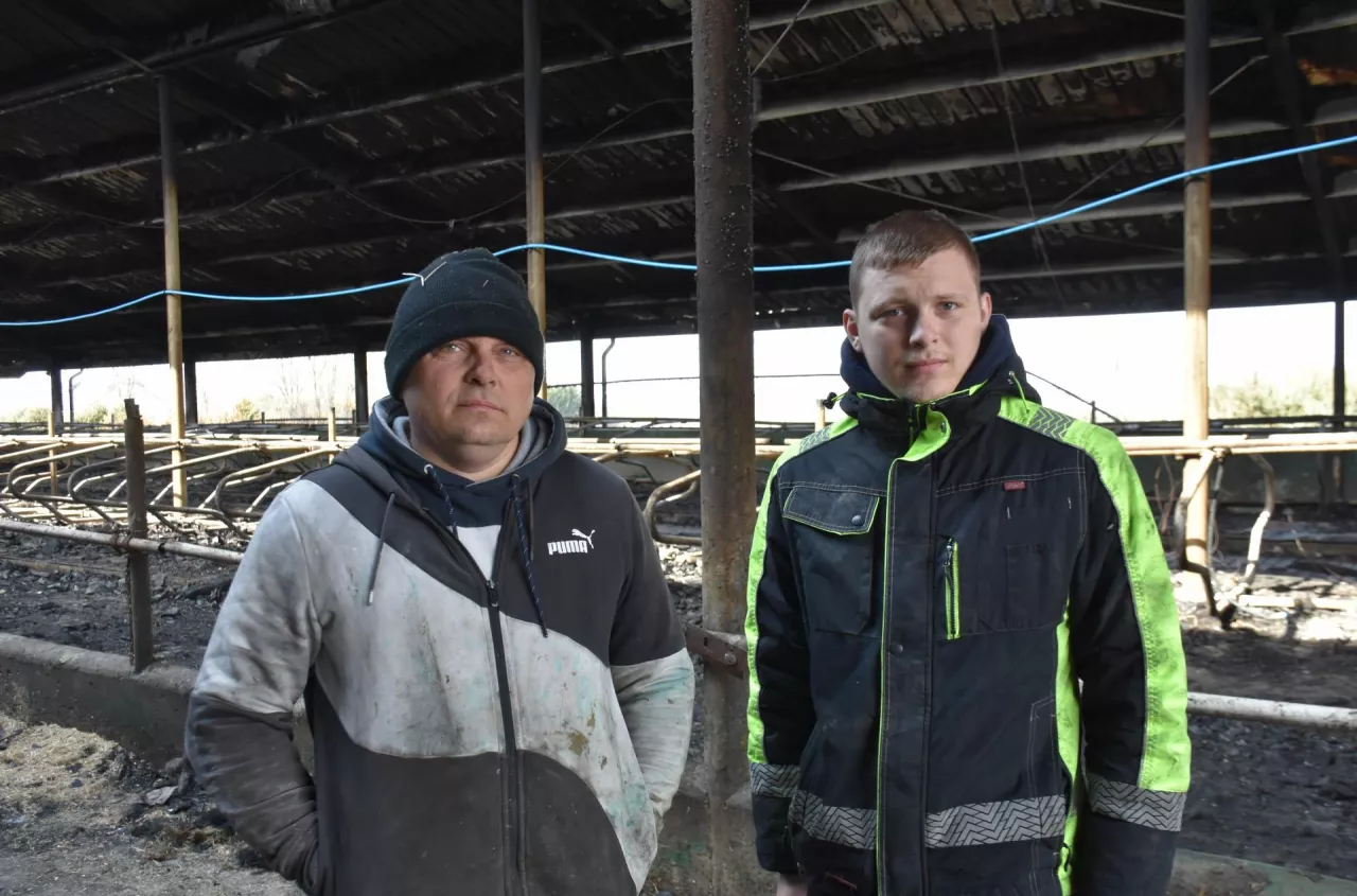 W 20 minut stracili dorobek życia. 130 krów nie udało się uratować