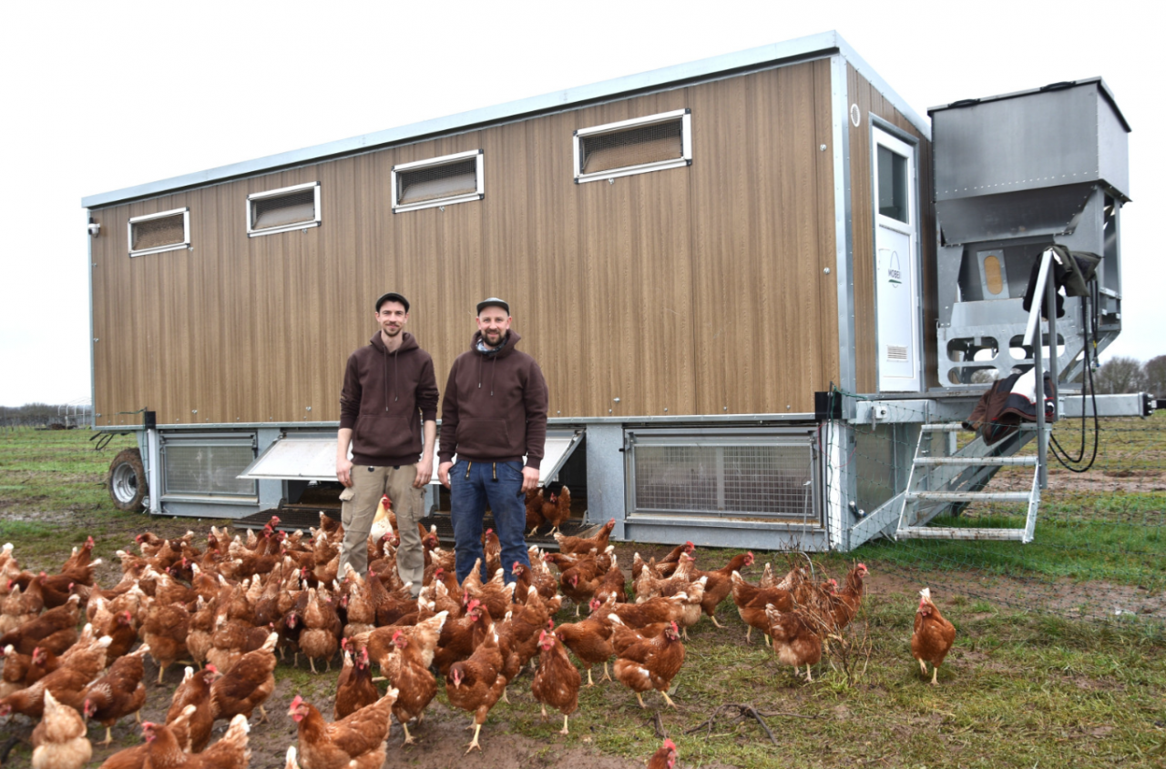 Winogrona nie dawały zarobić. Mobilny kurnik uratował gospodarstwo