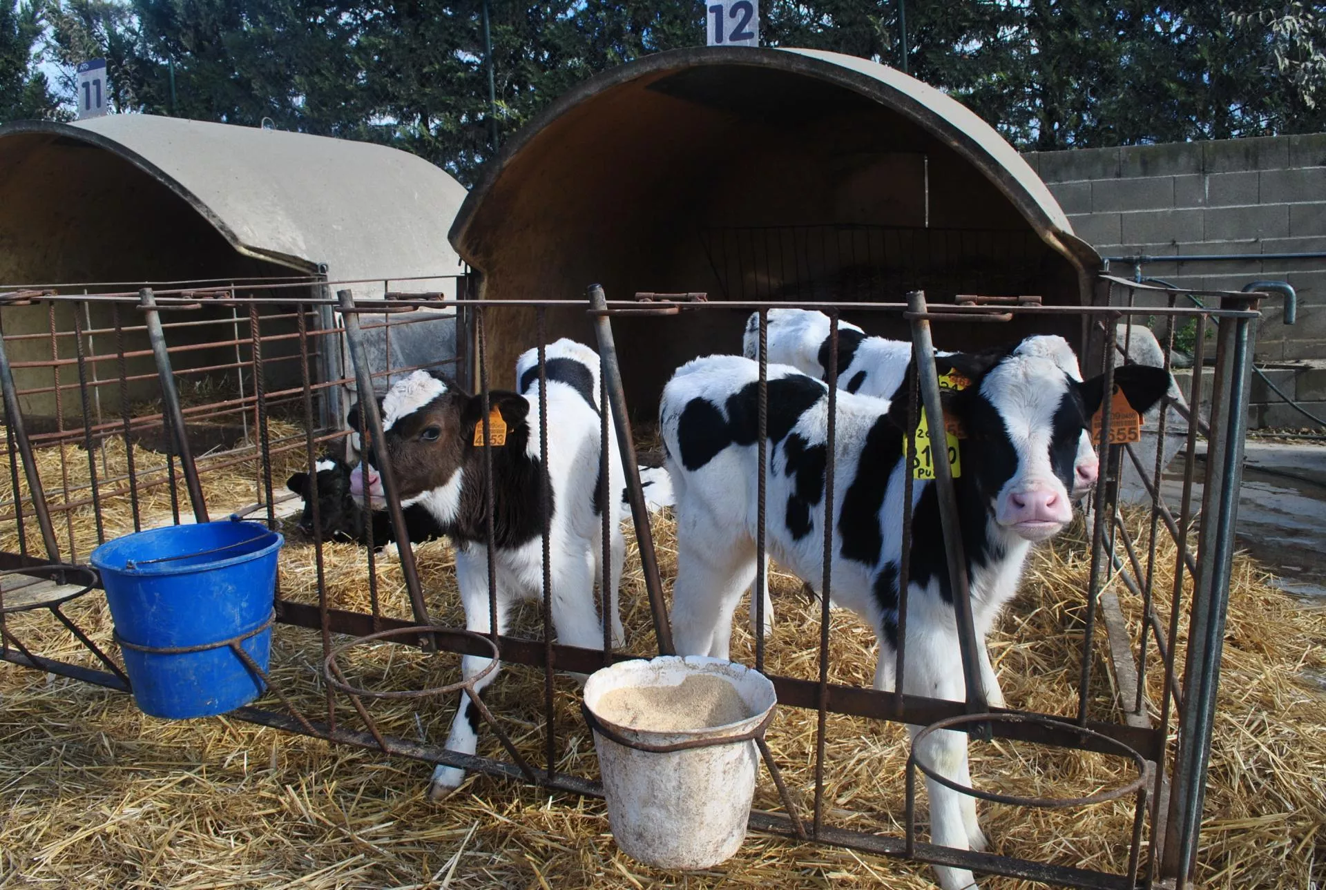Dlaczego jałówki chorują na mastitis?