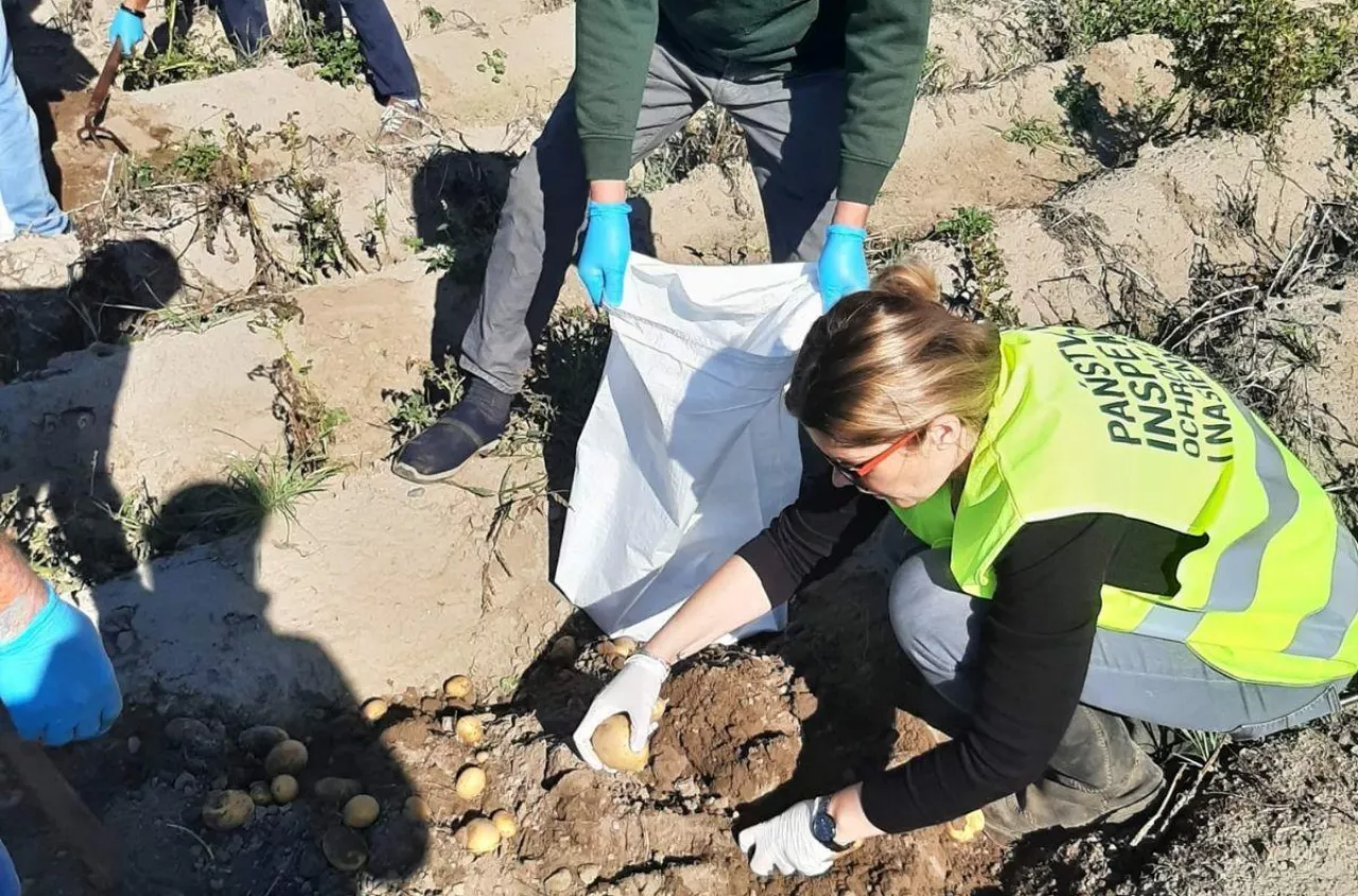 Kontrole ziemniaków u rolników. Inspekcja wchodzi do gospodarstw