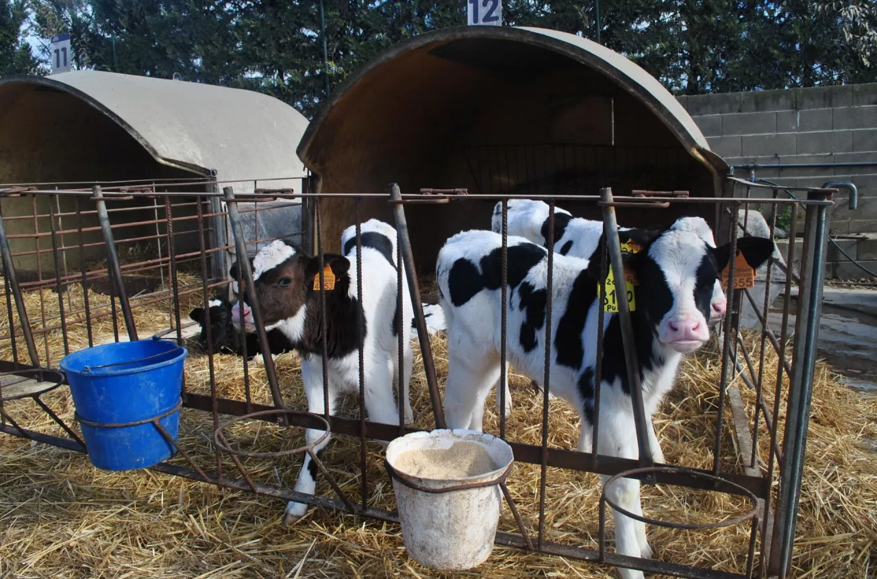 Dlaczego jałówki chorują na mastitis?