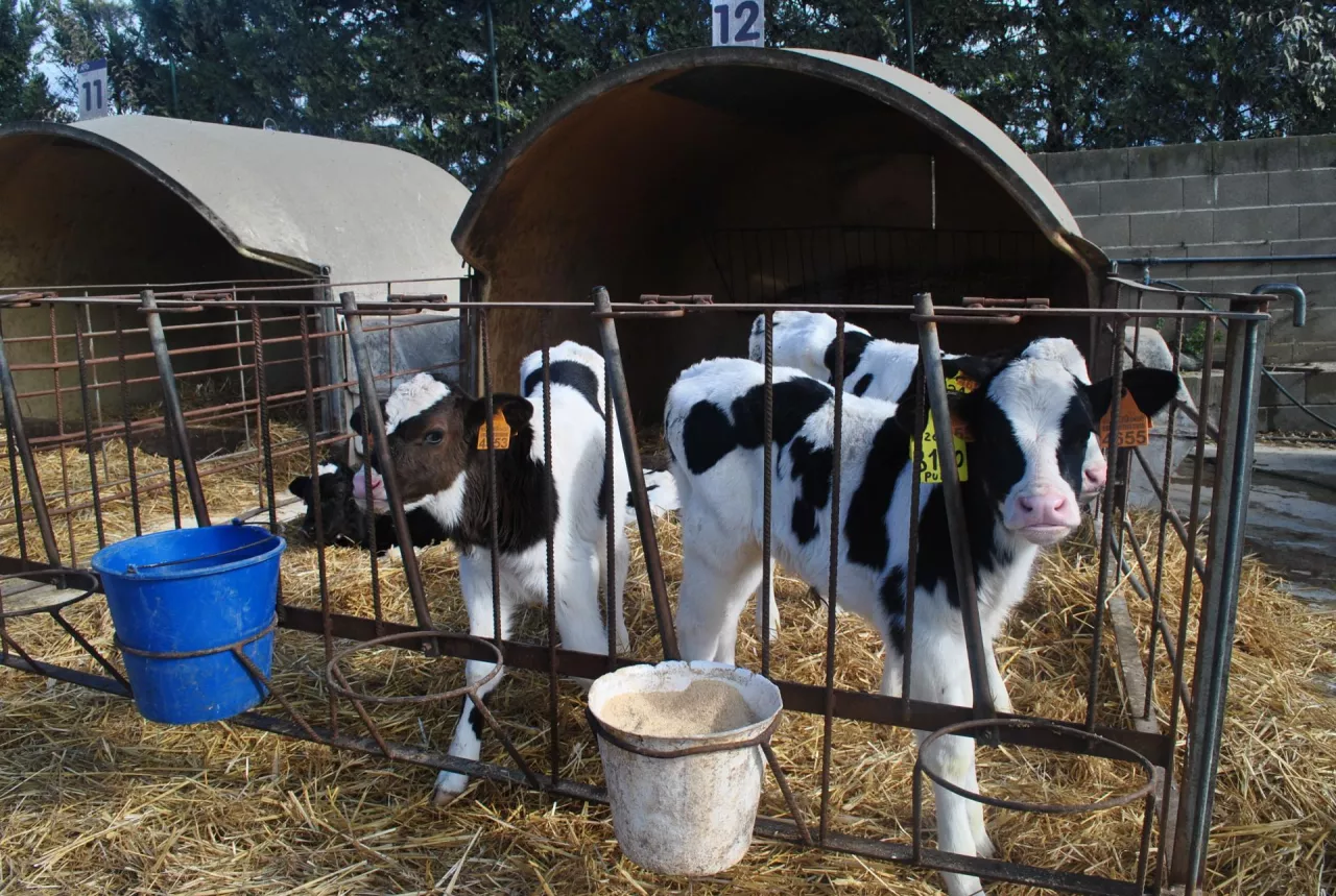  Kanały strzykowe jałówek mogą być skolonizowane przez patogeny w bardzo wczesnym wieku, dlatego warto zastosować profilaktykę zanim jałówka stanie się krową 