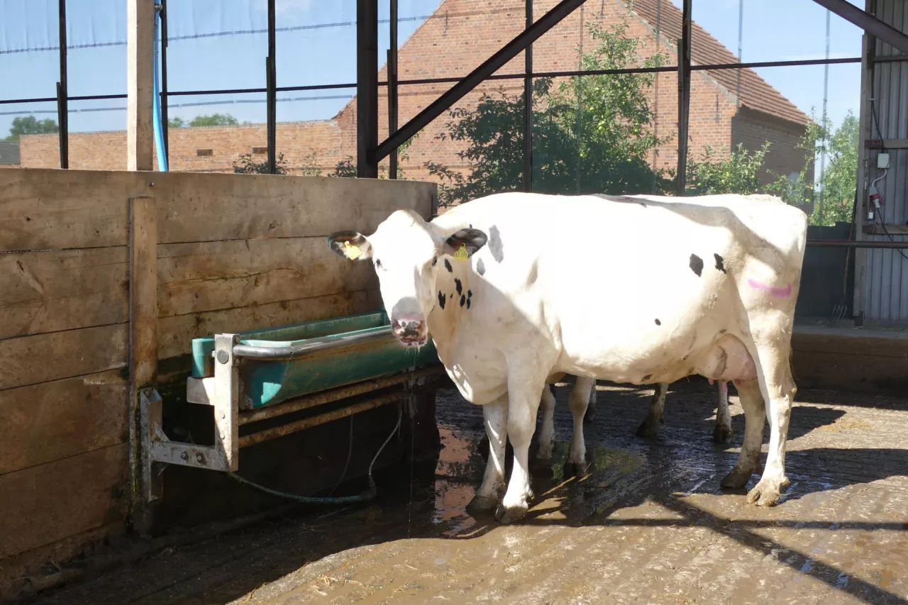 krowa rasy hf w oborze otwartej stojąca przy poidle