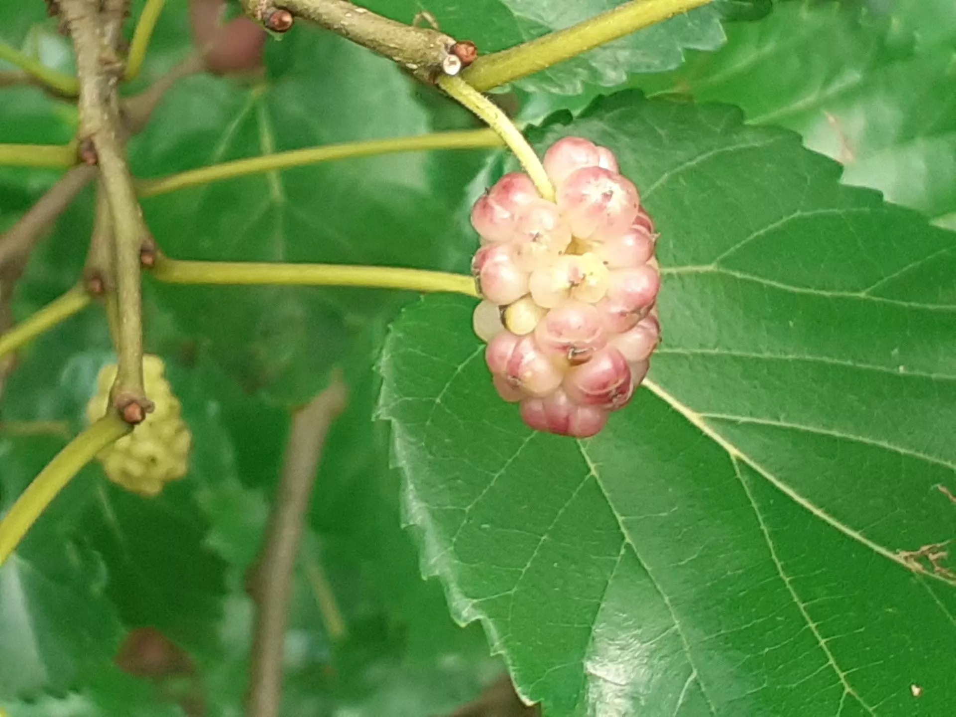 Zapomniana roślina wraca na pola. Rolnicy mogą na niej zarobić