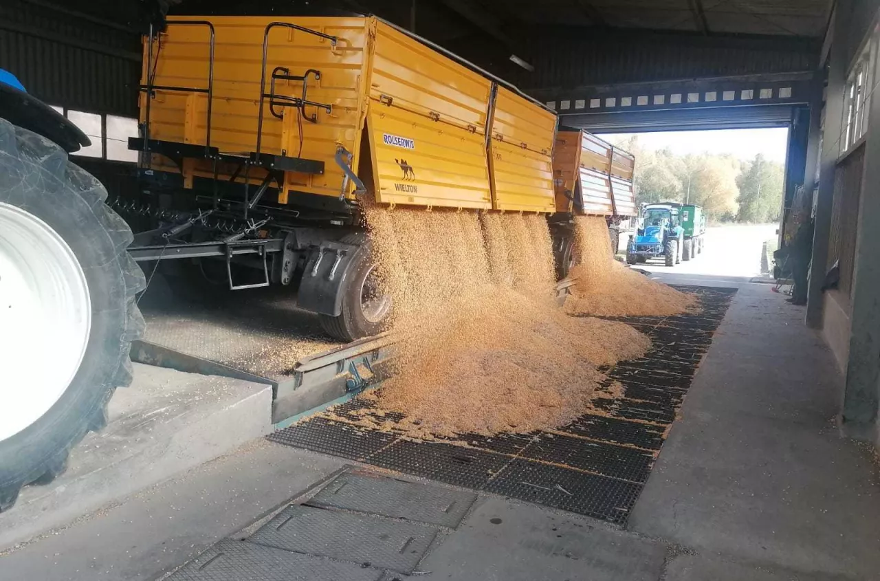 Nawozy lekko tanieją, zboża w górę. A co ze świniami i bydłem? [Raport rynkowy 3.04.2026]