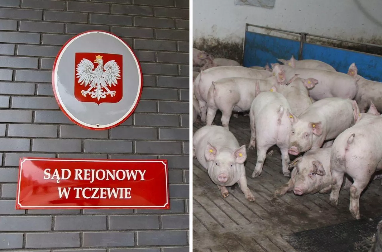 Wojna o 50 świń. Rolnik ciągany po sądach przez sąsiadów