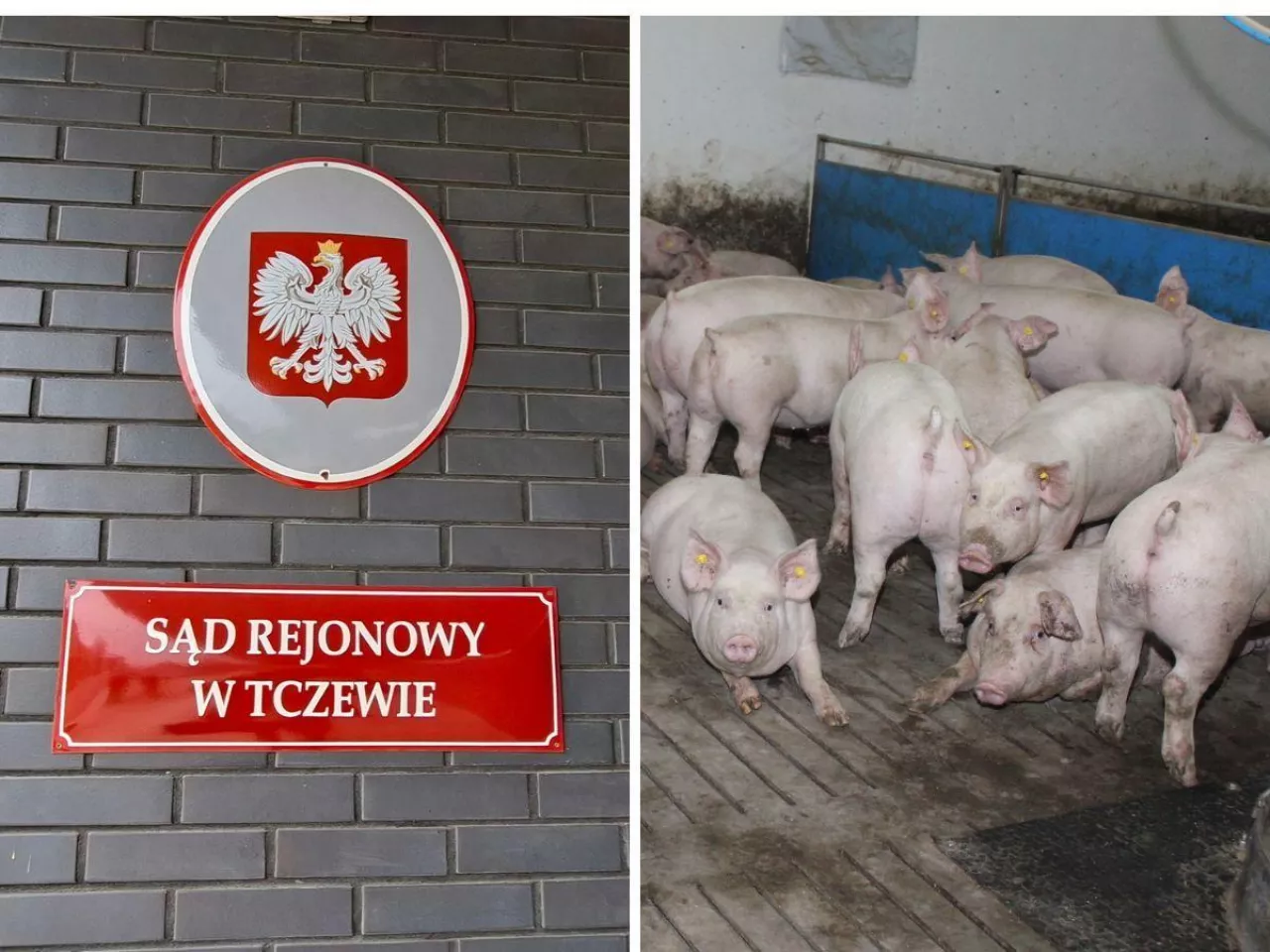 Rolnik pozwany za świnie