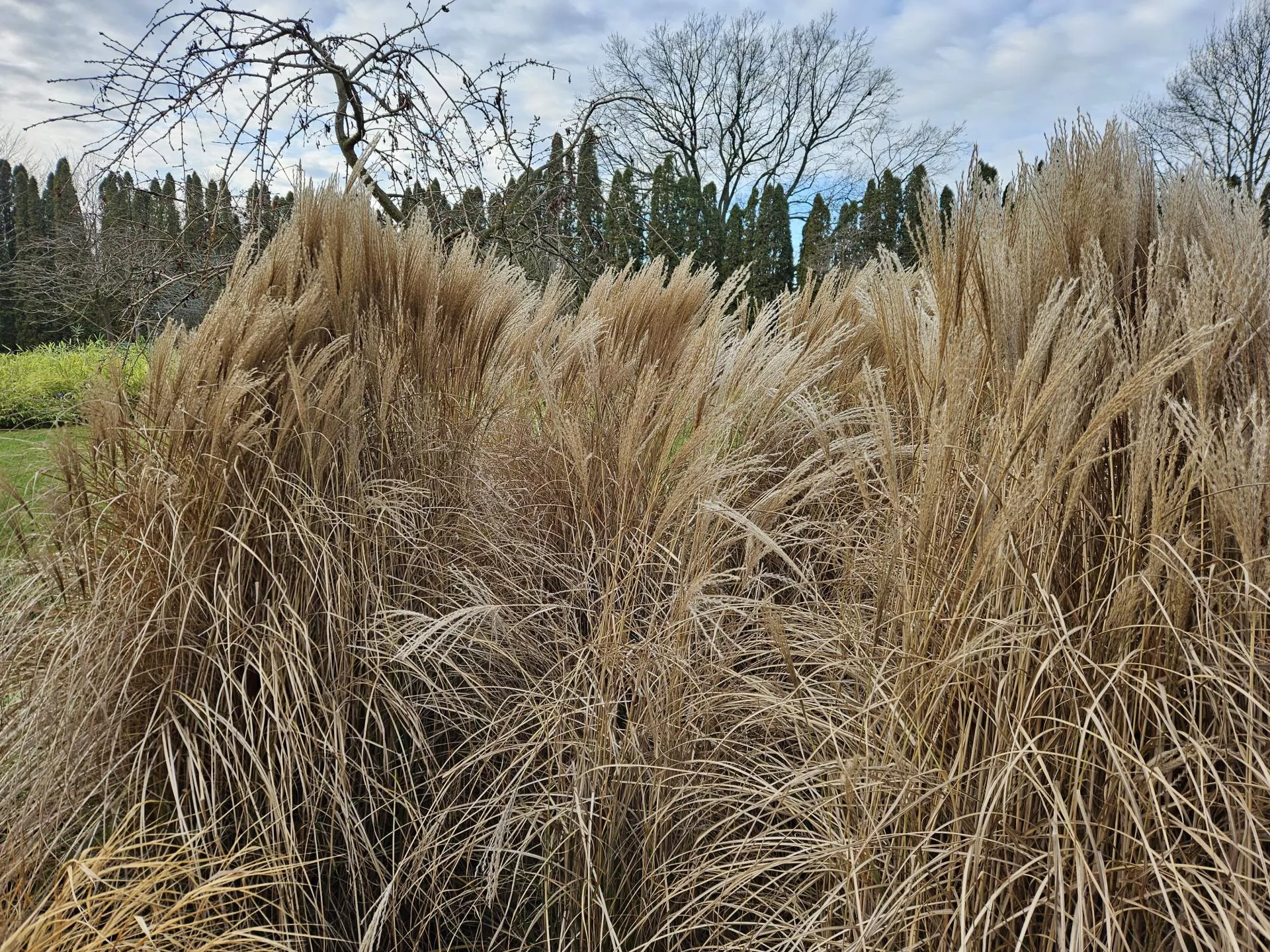 Bylinowy ogród wiosną