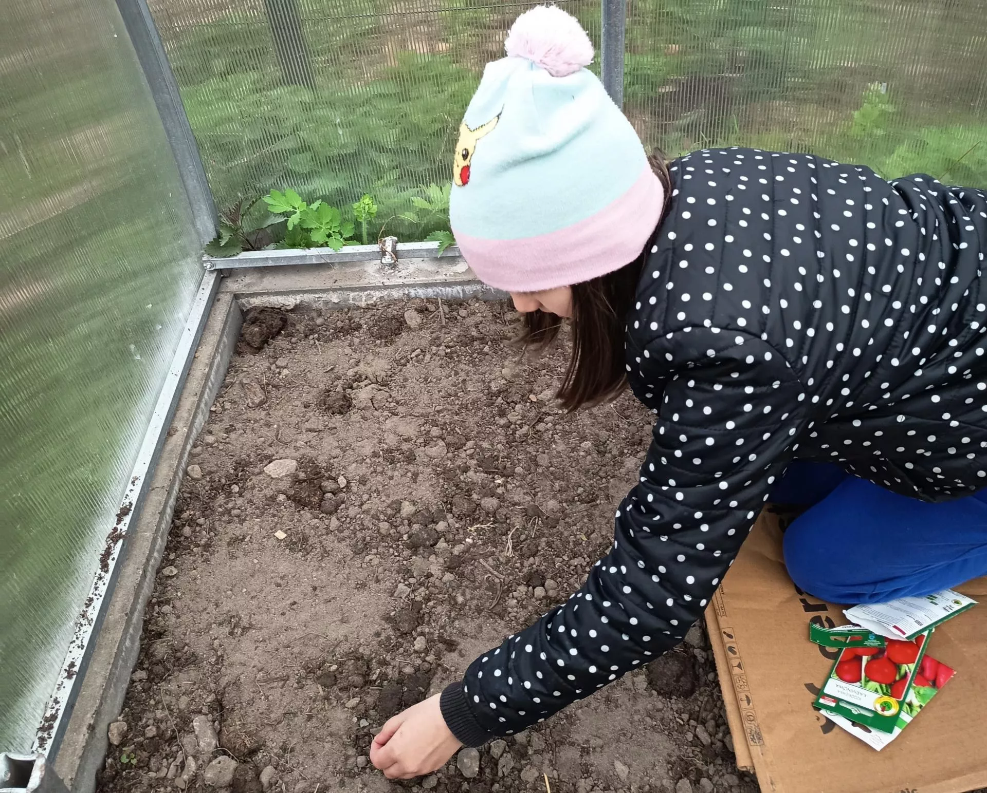 Chcesz mieć warzywa wcześniej? Siew pod osłonami daje szybsze zbiory