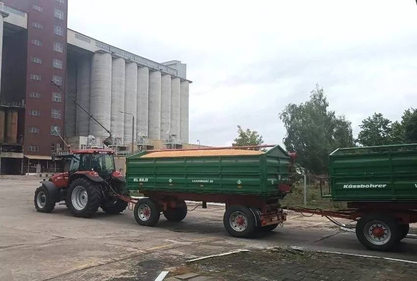 Pszenica w górę. Sprawdzamy ceny zbóż i rzepaku w Polsce [SONDA]