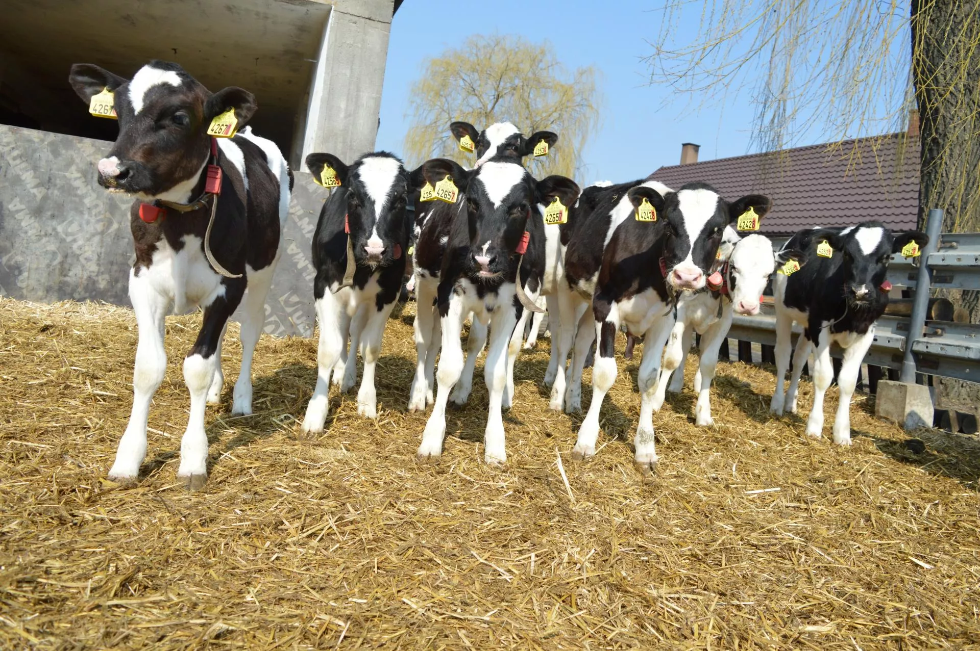 Masz krowy sprzed ślubu? Przy rozwodzie możesz się zdziwić