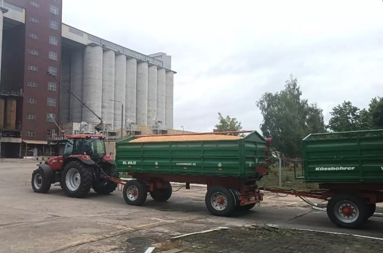 Pszenica w górę. Sprawdzamy ceny zbóż i rzepaku w Polsce [SONDA]