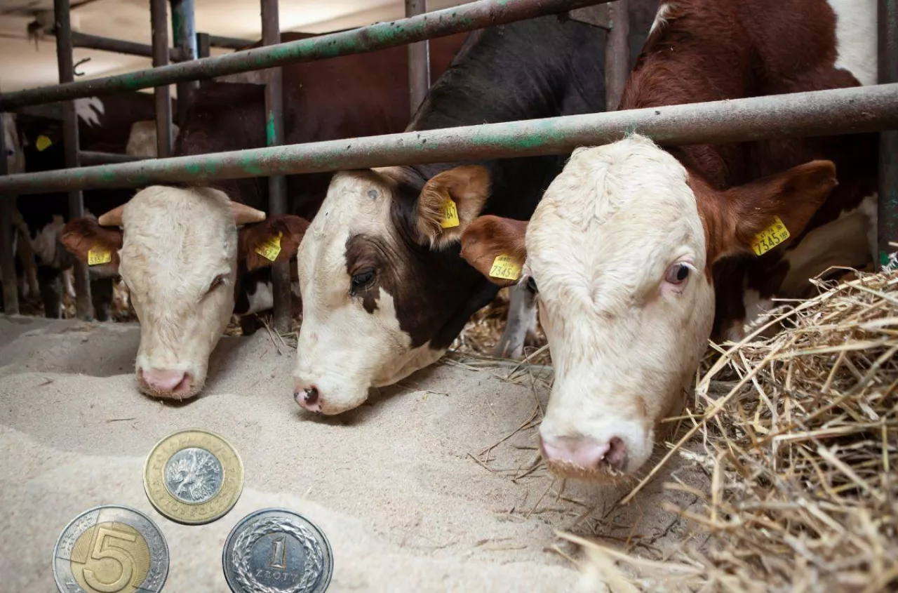 Dobrostan zwierząt 2025: znamy stawki. Rolnicy dostaną mniej pieniędzy