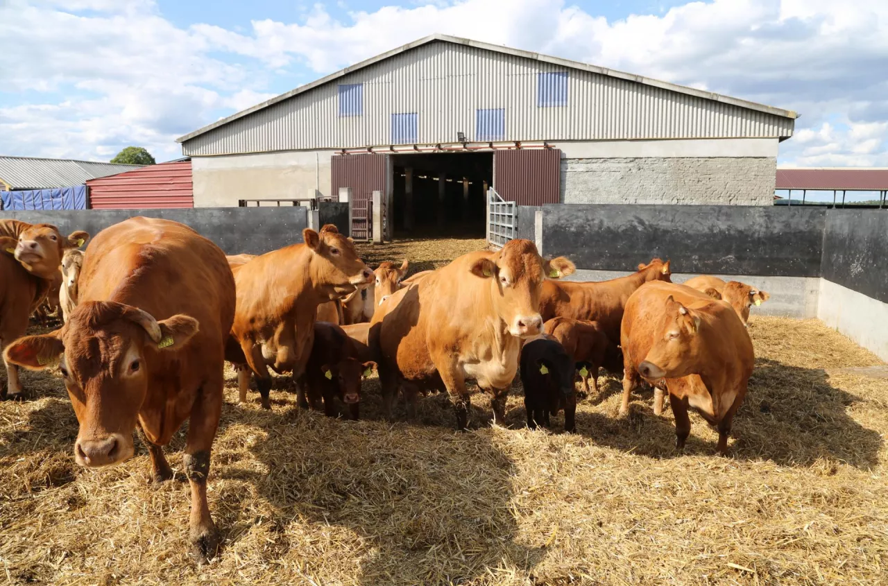 Ceny bydła w kwietniu 2026. Ile płacą za byka, jałówkę i krowę? [SONDA]