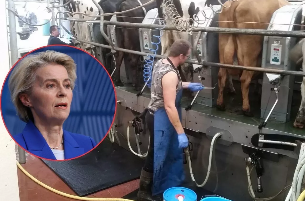 160 euro do krowy. Ukraińscy rolnicy chcą dopłat z UE