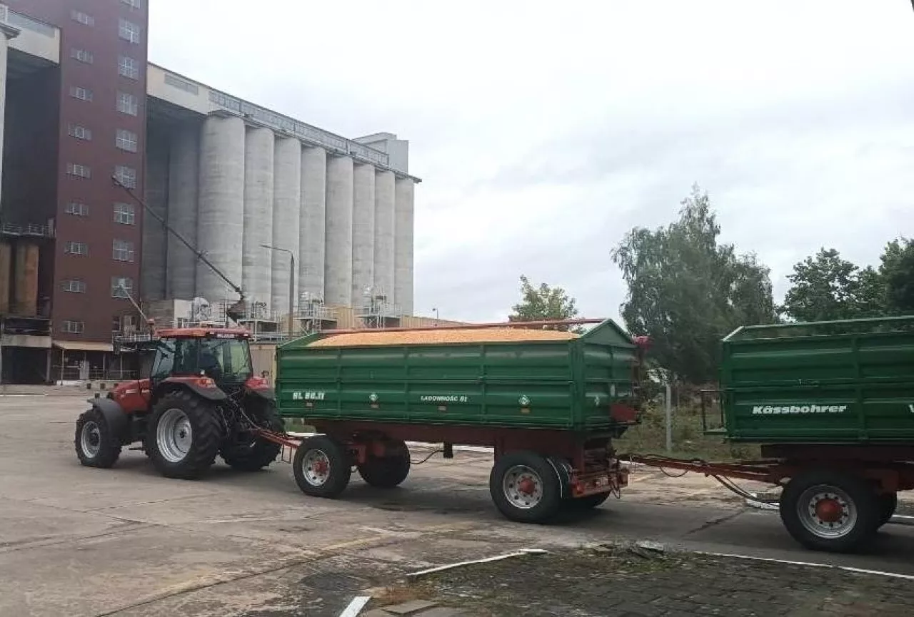 Sprawdzamy ceny zbóż i rzepaku w Polsce