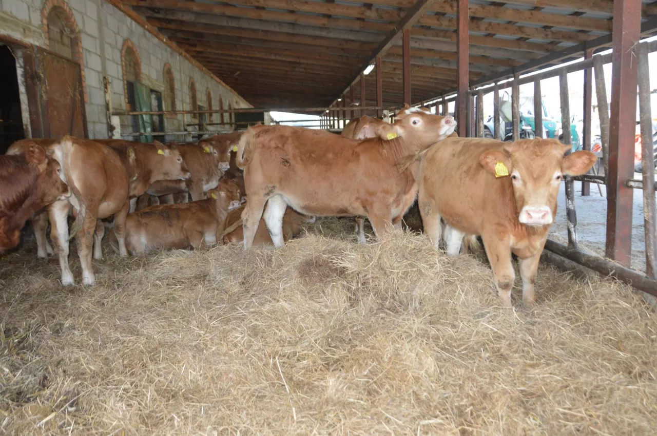 bydło mięsne, limousine, krowy mamki, byk limousine, Dawid Kowalczyk, stado limousine, wiata dla opasów