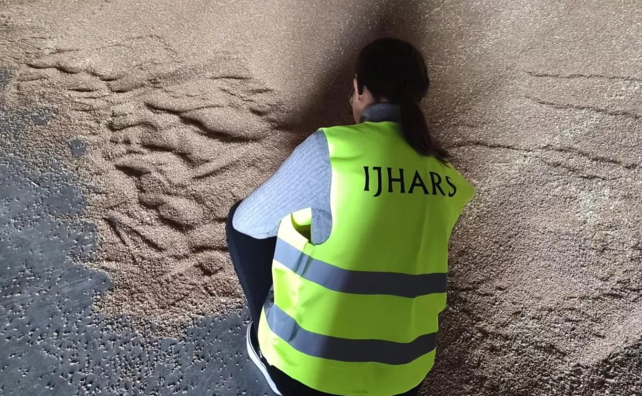 badanie zboża przez Ijhars