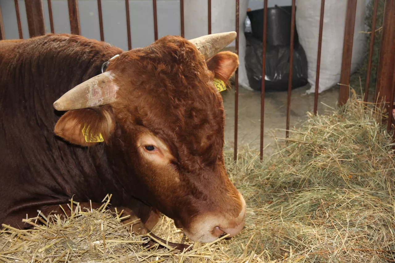Masz taką wiatę dla bydła? Możesz stracić dopłaty