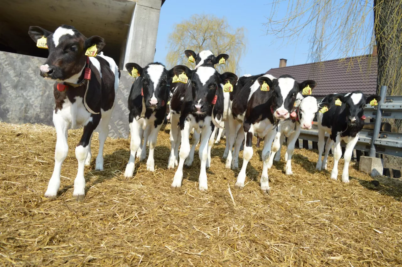 Czy po rozwodzie żona rolnika może domagać się spłaty połowy wartości stada krów, które rolnik otrzymał od rodziców jeszcze przed śłubem?